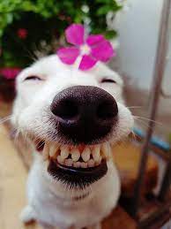 Everyday is a funday at funnyworm. 15977777 10154309122449226 4330579807516154884 N Jpg 720 960 Cute Funny Animals Happy Dogs Cute Animals