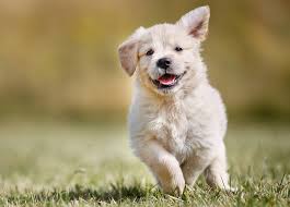 Don't miss what's happening in your neighborhood. Golden Retriever One Of America S Favorite Breeds