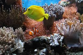 See more ideas about coral & tusk, coral and tusk, gifts. 21 Gifts For Saltwater Aquarium Lovers Gifts For Fish Lovers