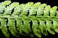 Image result for Asplenium bugoiense