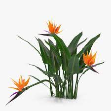 Bird Of Paradise 3d Models And Textures Turbosquid Com Birds Of Paradise Plant Paradise Plant Birds Of Paradise