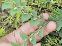 Image result for Crotalaria valida