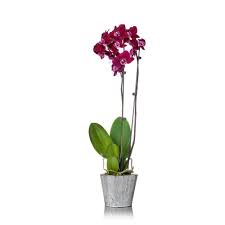 Just Add Ice Purple 5 In Orchid Plant In Wood Pot 2 Stems 270780 The Home Depot Orchid Plants Orchids Blooming Orchid