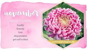 November Birth Flower Chrysanthemum Ftd Com November Flower Birth Month Flowers November Birth Flower