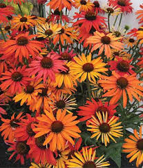 Learn the top 10 best perennials for full sun with this helpful list. Pin On Front Yard Project