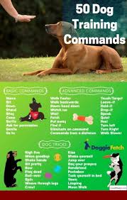 Bird And Pet Clinic Of Roseville Reviews How To Train A Bird Dog To Stay Close And Pics Of How To Train Your Dog To Fight Back Tip 8992738 Do Dog Training Obedience Dog Training Dog Training Near Me