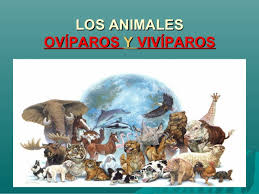 Animales ovíparos y vivíparos