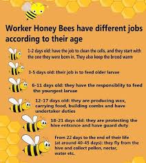 Why we need bees section. Working Life Of Bees By Age Damnthatsinteresting