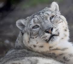 Image result for kernel panic snow leopard