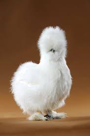 Silkie Chicken Colors In Pictures Silkie Chickens Fancy Chickens Fluffy Chicken