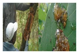 Image result for Fagaropsis angolensis