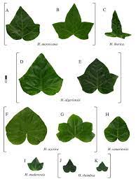 Ivy Leaf Morphology Plate 1 Types Of Ivy Ivy Plants Plant Identification