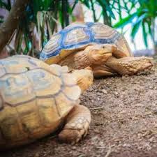 Image result for Grewia sulcata
