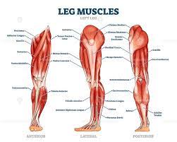 Leg Muscle Anatomical Structure Labeled Front Side And Back View Diagrams Vectormine Leg Muscles Leg Muscles Names Leg Muscles Anatomy