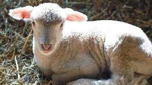 And what is the sheep's calf called? What Is A Baby Lamb Called Baby Lamb Lamb Baby Sheep