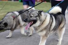 Tails, Trails, and Treats