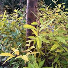 Image result for Tabernaemontana