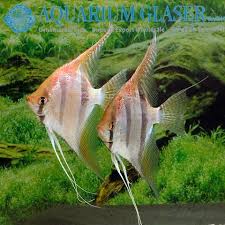 Angelfish air tawar memiliki banyak jenis; Terjual Ikan Hias Air Tawar Manfish Pterophyllum St Isabel Angelfish Rare Kaskus