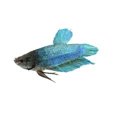 What is the best betta fish? Male King Betta Fish Petco