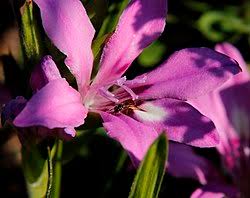 Image result for Babiana bainesii