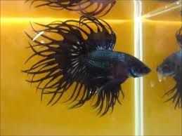 Black Copper And Red Fin Black Copper King Crowntail Betta Fish Betta Fish Betta Fish