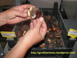 Se folosesc butasi de radacina lungi de 15 cm si grosime de 1 cm; Scoaterea Bulbilor Gradina Visata