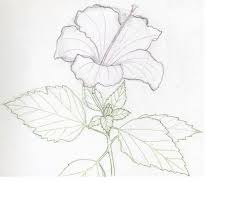 How To Draw A Hibiscus Flower Flower Sketches Flower Drawing Tutorials Drawings