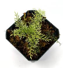 Image result for Asplenium emarginatum