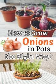 How To Grow Onions In Pots The Right Way Container Gardening Flowers Patio Container Gardening Growing Onions