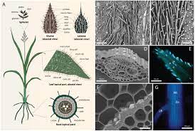 The arabidopsis root allows dissection of different aspects of cell polarity in plants. Frontiers Silicification In Grasses Variation Between Different Cell Types Plant Science