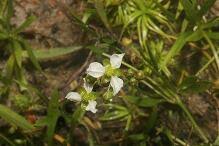 Image result for Mayacaceae