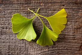 Although ginkgo biloba and other species of the genus were once widespread throughout the world, its range shrank until by two million years ago, it was restricted to a small area of china. 15 Ginkgo Biloba Benefits Side Effects Selfhacked