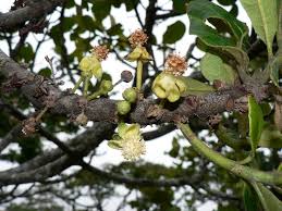 Image result for Uapaca guineensis