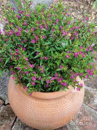 Image result for Cuphea hyssopifolia