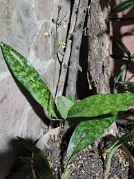 Image result for Oeceoclades maculata × quadriloba