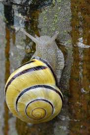 Schnecke Mit Gelbem Haus Am Baum Von Karl Friedrich Becker Baum Becker Gelbem Haus Karlfriedrich Mit Sc Schnecken Gefleckte Weinbergschnecke Natur Tiere