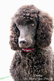 Dwellings The Heart Of Your Home Dog Days Of Summer Standard Poodle Haircuts Poodle Poodle Puppy