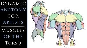 There's a slant here on the top section of the summit muscles in the kind of. Dynamic Anatomy For Artists Muscles Of The Torso Robert Marzullo Skillshare
