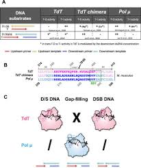 Possibilit� de tarif group� avec le mus�e de la meunerie. Structural Evidence For An In Trans Base Selection Mechanism Involving Loop1 In Polymerase M At An Nhej Double Strand Break Junction Journal Of Biological Chemistry