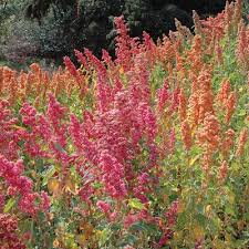 Gourmet Greens Brightest Brilliant Rainbow Quinoa Organic Organic Seeds Organic Vegetable Garden Heirloom Seeds