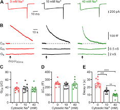 For these functions, body cells carry out the processes of exocytosis and endocytosis. Activity And Cytosolic Na Regulates Synaptic Vesicle Endocytosis Biorxiv