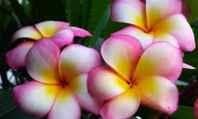 Check spelling or type a new query. 10 Gambar Bunga Tercantik Di Dunia Dan Maknanya Rainbow Roses Mawar Termahal Jejakpiknik Com