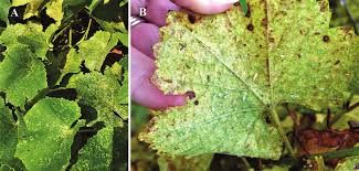 Cornell university's eastern new york commercial horticulture program also maintains an outreach program for grape producers in the region, and for rates of materials and further details see the new york and pennsylvania pest management guidelines note: Https Academic Oup Com Jipm Article Pdf Doi 10 1093 Jipm Pmaa003 33212553 Pmaa003 Pdf
