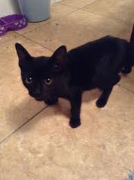 Why does my male cat have a bloated stomach? My Kitten Has A Pot Belly Appearance Is It Normal Pets Stack Exchange