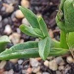 Image result for Delosperma mahonii