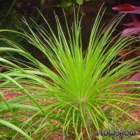 Image result for Eriocaulon selousii