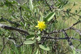 Image result for Grewia flava