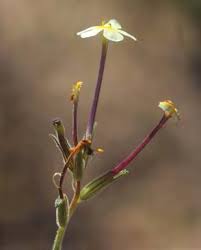 Image result for Aptosimum lugardiae