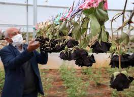 This rose was painstakingly bred over many years. Harvest Begins For Rare Black Roses Of Halfeti Pearl Of The Euphrates Daily Sabah