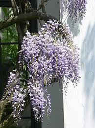 Texas joined the ranks in 1997. Wisteria Floribunda Wikipedia